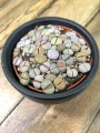 Lithops kamienie szczęścia