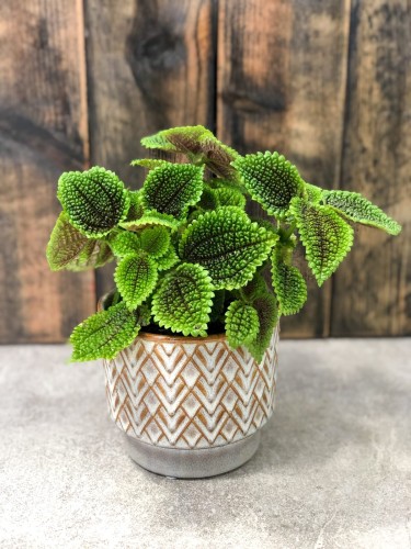 Pilea Moon Valley