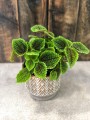 Pilea Księżycowa