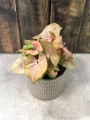 Syngonium Red Heart