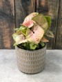 Syngonium Red Heart