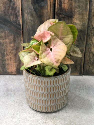 Syngonium Red Heart