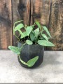 Epipremnum Cenu Blue