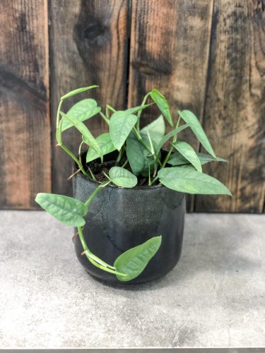 Epipremnum Cenu Blue