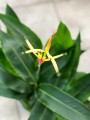 Helikonia psittacorum Hawaii