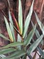Zingiber officinale Alpinia Imbir lekarski