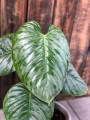 Filodendron Sodiroi