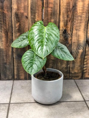Philodendron sodiroi, filodendron