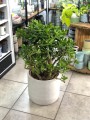 Crassula ovata Sunset