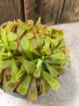 Drosera rosiczka