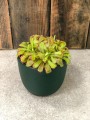 Drosera rosiczka