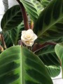 calathea warscewiczii