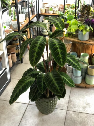 calathea warscewiczii