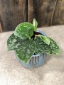 Scindapsus pictus Silvery Ann