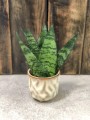 Sansevieria Zeylanica Fan