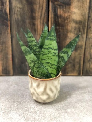 Sansevieria zeylanica Fan