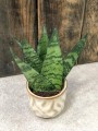 Sansewieria Zeylanica Fan
