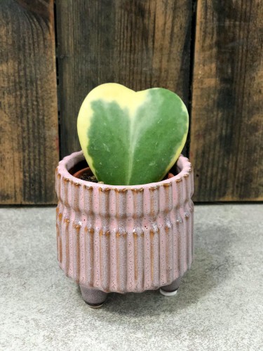 Hoja Kerrii variegata