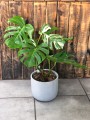 Monstera Deliciosa Variegata