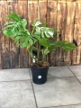 Monstera Deliciosa Variegata