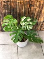 Monstera Deliciosa Variegata