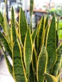 Sansevieria Laurentii XL