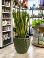 Sansevieria Laurentii XL