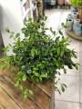 Aeschynanthus marmurkowy