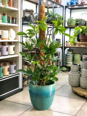 Philodendron pedatum, filodendron L palik