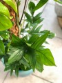 Philodendron pedatum L palik