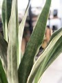 Sansevieria Aubrytniana Metallica