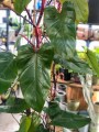 Filodendron Red Emerald