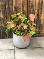 Syngonium Neon Robusta