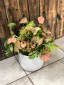 Syngonium Neon Robusta