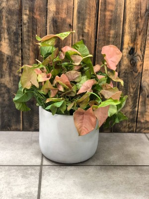 Syngonium Neon Robusta, zroślicha