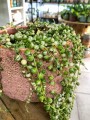 Senecio Rowleyanus Variegata