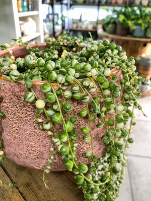 Senecio rowleyanus Variegata, starzec
