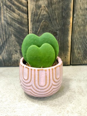 Hoya Kerrii, hoja podwójna