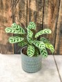 Ctenanthe burle-marxii Fishbone