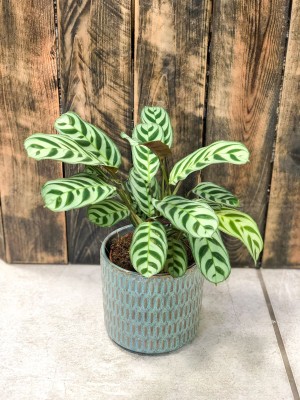 Ctenanthe burle-marxii Fishbone