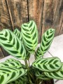 calathea Ctenanthe burle-marxii Fishbone
