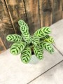 Ctenanthe burle-marxii Fishbone