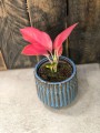 Aglaonema China Red