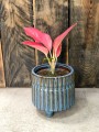Aglaonema China Red