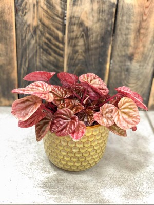 Peperomia caperata Quito