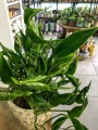 Epipremnum Shangri La
