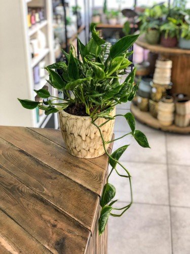 Epipremnum Shangri La .jpg