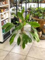 Anthurium gracile Red Pearl