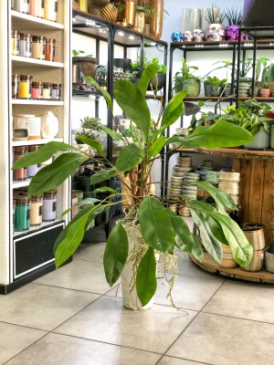 Anthurium gracile Red Pearl, anturium