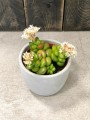 Sedum mini